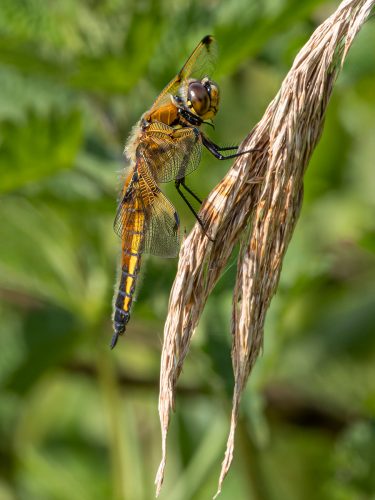 4 Spotted Chaser (Libellula quadrimaculata)_Brian Sadler