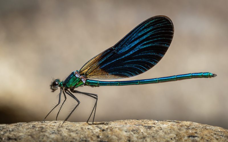 Beautiful demoiselle (Calopteryx virgo)_Joel Santos