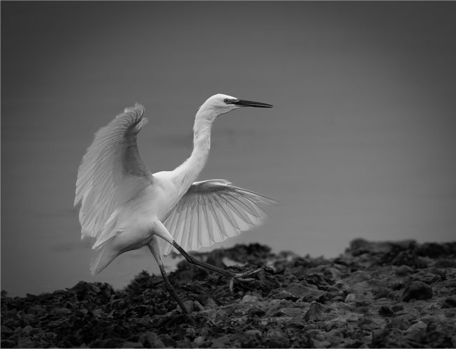 Egret landing_Barrie Yeend