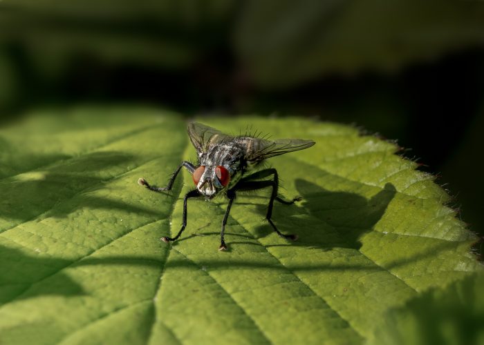 Flesh Fly Waiting for Prey_Linda Robertson