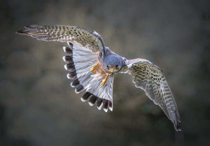 Focused on It_s Prey_Brian Sadler