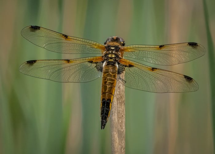 Four Spotted Chaser Recharging the Batteries_Malcolm Rowley