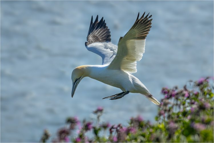 Gannet Landing_Steve Duncan