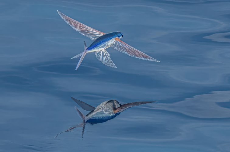 Gliding over the sea_Brian Sadler