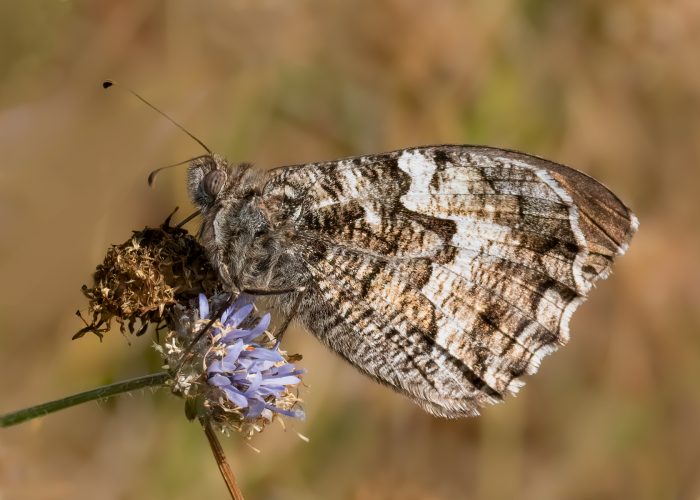 Grayling Butterfly Feeding_Malcolm Rowley