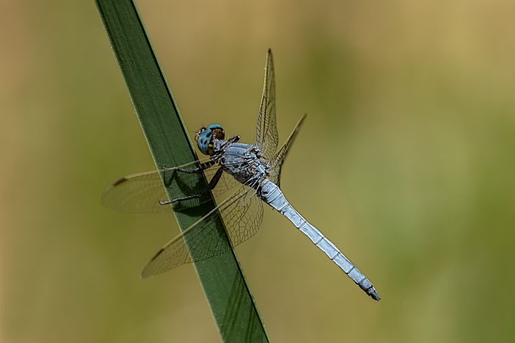 Keeled Skimmer at Rest_Linda Robertson