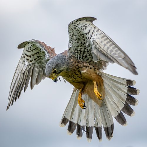 Kestrel Preparing to Strike_Brian Sadler
