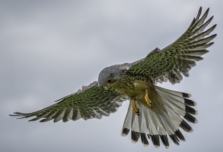 Kestrel in the Hover_Brian Sadler