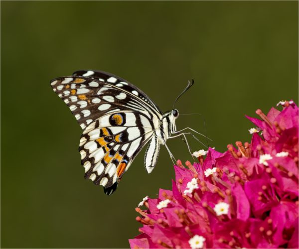 Lime Swallowtail_Linda Robertson