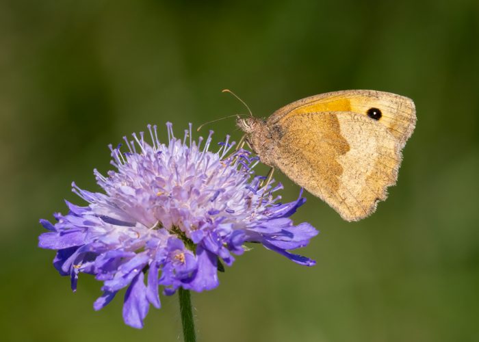 Meadow Brown Nectaring_Malcolm Rowley
