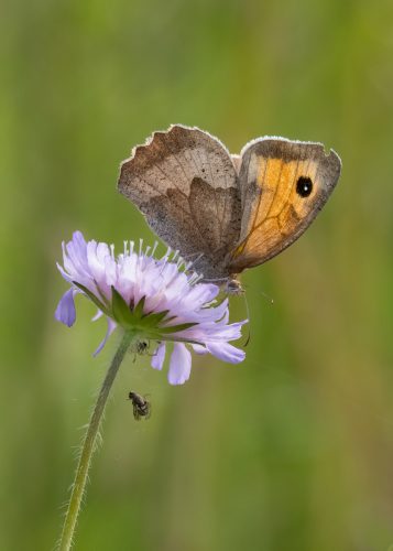 Meadow Brown Watches a Spider Prepare for Lunch_Malcolm Rowley