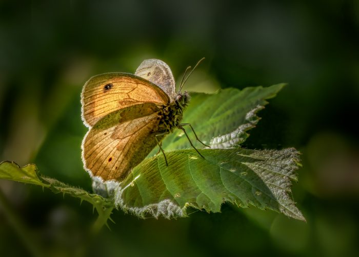 Meadow Brown basking in the Sunshine_Linda Robertson