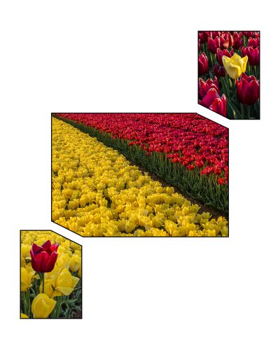 Norfolk Tulips_Brian Sadler