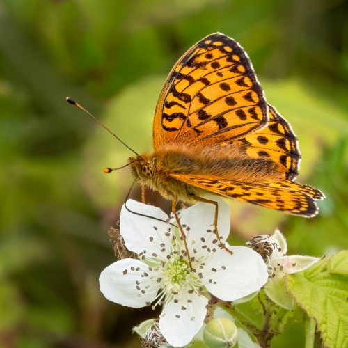 Silver-washed Fritillary (Argynnis paphia) Feeding on Brambles_Malcolm Rowley