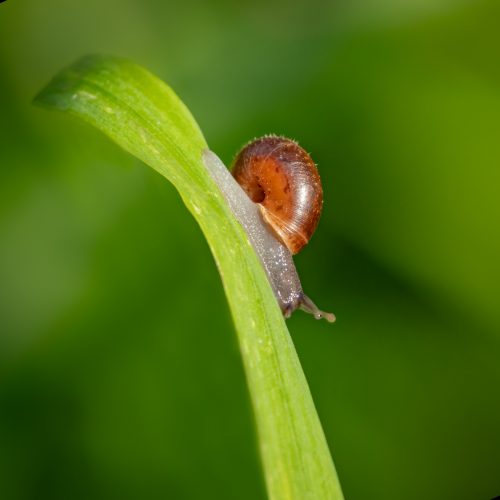 Slowly does it_Linda Robertson