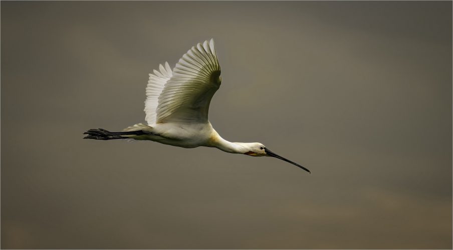 Spoonbill_Barrie Yeend