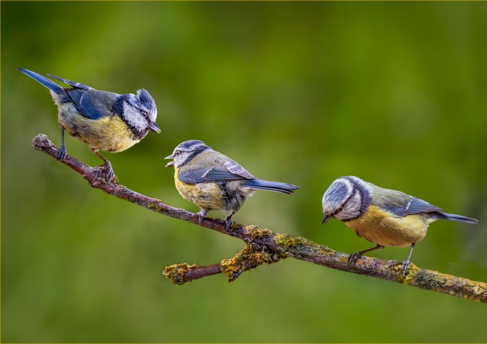 Three of a Kind_Steve Duncan